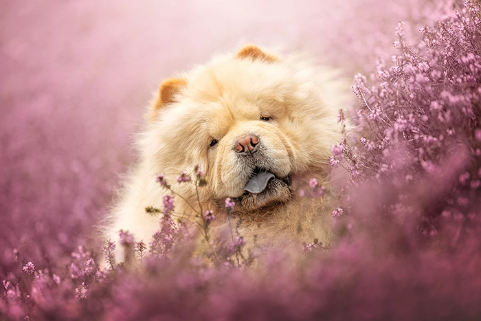 Beispiel eines Tier-Fotoshootings